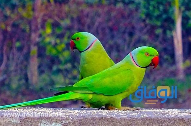 +200 (أسماء الببغاء) جديدة ومميزة!! أسماء الببغاء
