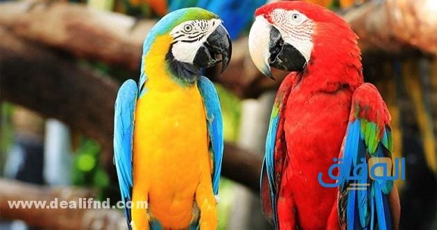 +200 (أسماء الببغاء) جديدة ومميزة!! أسماء متنوعة للببغاء