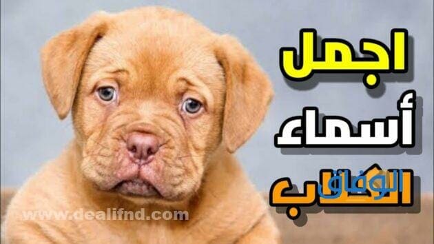 اسماء كلاب | +90 قوية وجديدة 2024 اسماء كلاب